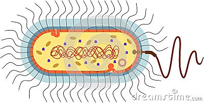 Bacterial cell structure. Prokaryotic cell with nucleoid, flagellum, plazmid, Vector Illustration